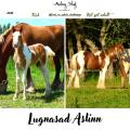 2021 lugnasad aslinn