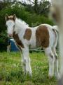 Oujo aslinn pouliche Irish Cob pie baie double pearl