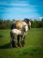 Odhran Aslinn irish cob foal